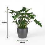 Green boutiQ - Plante d'intérieur - Philodendron - Philodendron Xanadu - Vert - Entretien facile - 1 plante - avec pot gris - Pot 19cm - Hauteur 60cm