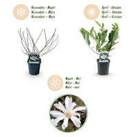 Green boutiQ - Heesters -  Magnolia Stellata  - Bloem Wit  - 1 Plant - Bladverliezend - Weinig Onderhoud - Pot 17cm Hoogte 45cm
