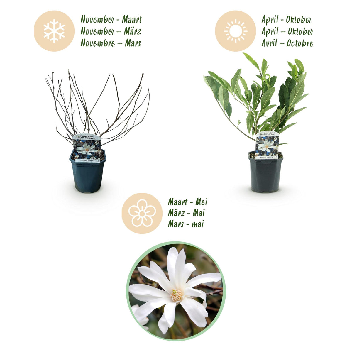 Green boutiQ - Arbustes - Magnolia Stellata - Fleurs blanches - 1 plante - Caduc - Peu d'entretien - Pot 17cm Hauteur 45cm