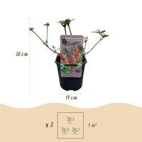 Green boutiQ - Vlinderstruik - Buddleja davidii Flower Power - Bloem Oranje Paars - 3 Planten - 1m2 - Bladverliezend - Vlinderlokkend -  Pot 17cm Hoogte 30cm