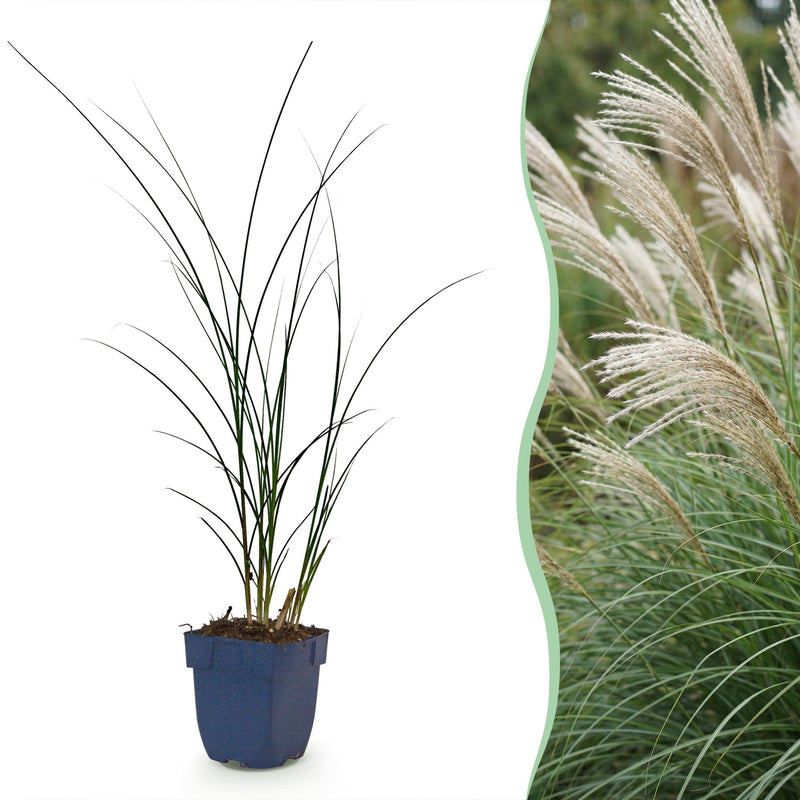 Green boutiQ - Grassen - Miscanthus sin. Gracillimus - Pampusgras - Met Pluim - Groen - 24 Planten - Pot 11cm - Hoogte 15-25cm