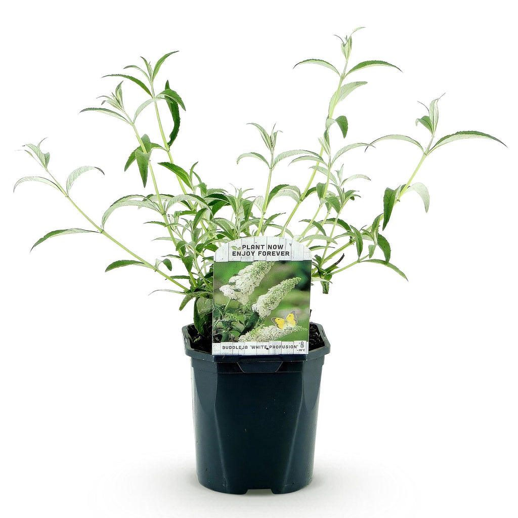 Green boutiQ - Gartenpflanze - Buddleja davidii White Profusion - Schmetterlingsflieder - Winterhart - Weiß - 1 Pflanze - Topf 17cm - Höhe 45cm