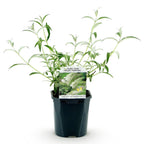 Green boutiQ - Gartenpflanze - Buddleja davidii White Profusion - Schmetterlingsflieder - Winterhart - Weiß - 1 Pflanze - Topf 17cm - Höhe 45cm