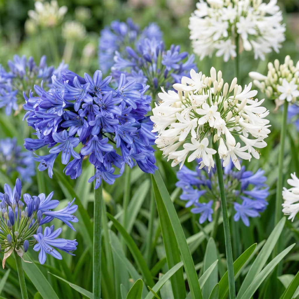 Green boutiQ - Stauden - Agapanthus Duo - Afrikanische Liebesblume - Bienen- und Schmetterlingsmagnet - Blau - Weiß - 12 Pflanzen - Topf 11cm - Höhe 15-25cm