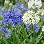 Green boutiQ - Stauden - Agapanthus Duo - Afrikanische Liebesblume - Bienen- und Schmetterlingsmagnet - Blau - Weiß - 12 Pflanzen - Topf 11cm - Höhe 15-25cm