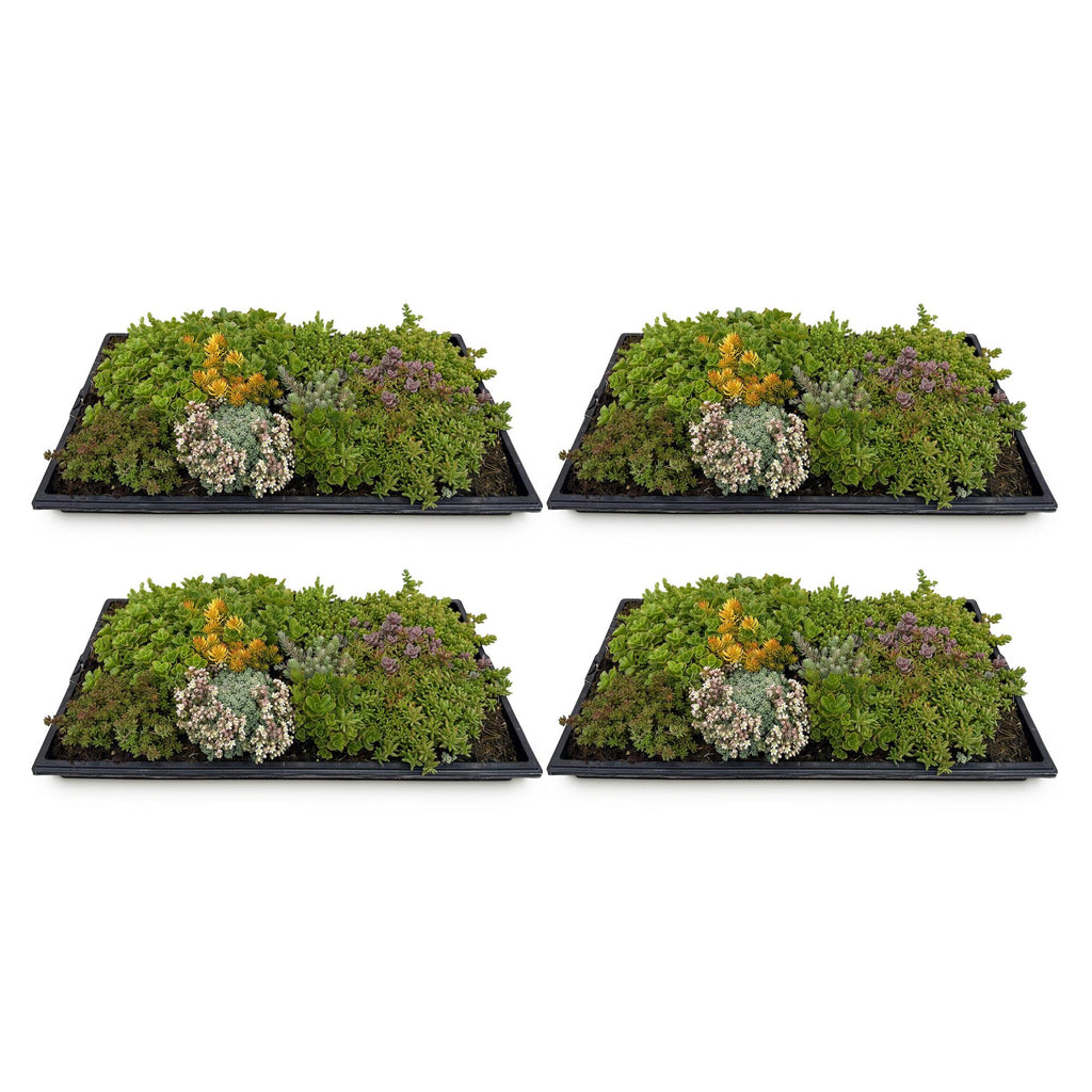 Green boutiQ - Couvre-sol - Rustique - Tapis de sedum - Composé de 10 variétés - X4 - Peu d'entretien - Longueur 50 Largeur 30