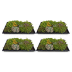 Green boutiQ - Couvre-sol - Rustique - Tapis de sedum - Composé de 10 variétés - X4 - Peu d'entretien - Longueur 50 Largeur 30