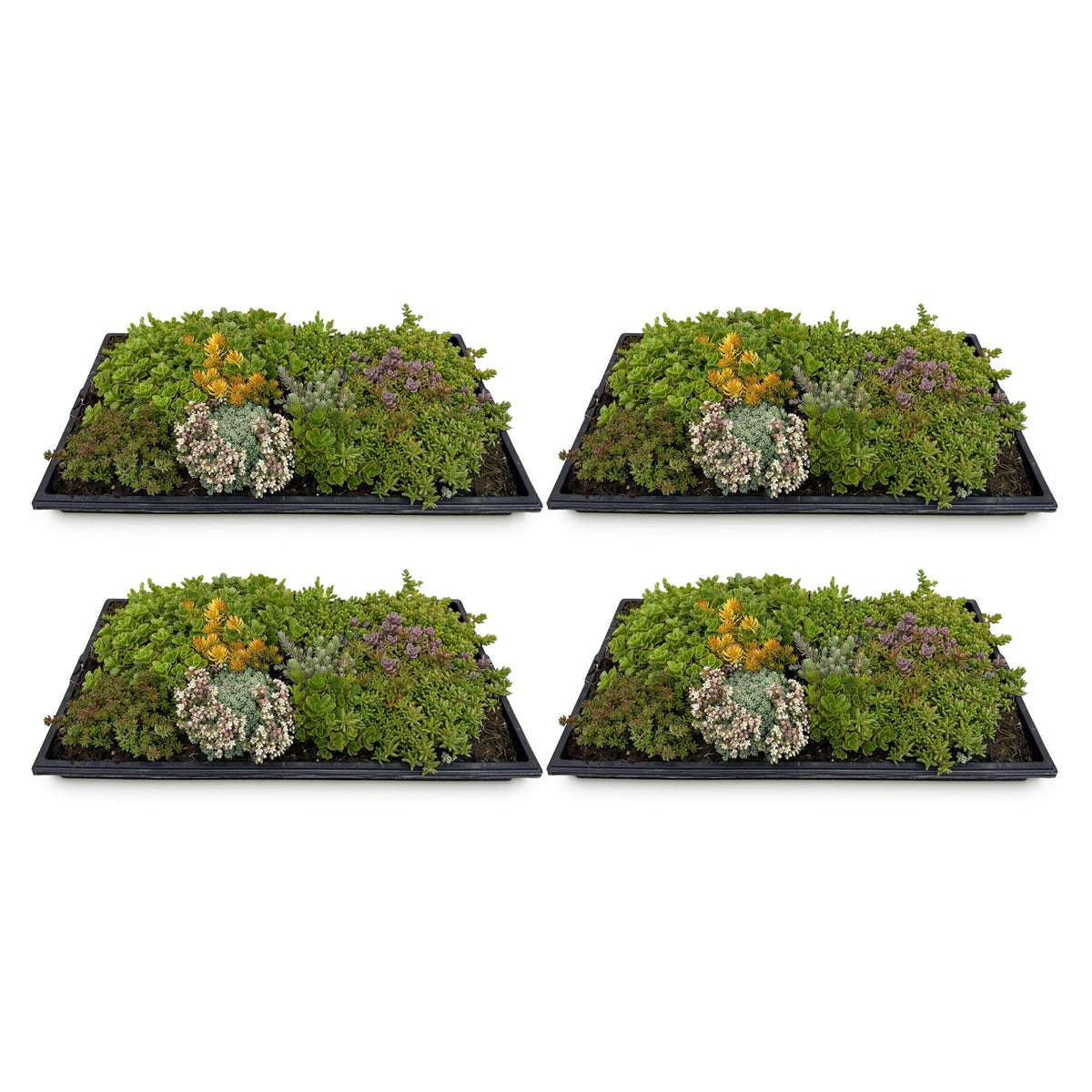 Green boutiQ - Couvre-sol - Rustique - Tapis de sedum - Composé de 10 variétés - X4 - Peu d'entretien - Longueur 50 Largeur 30
