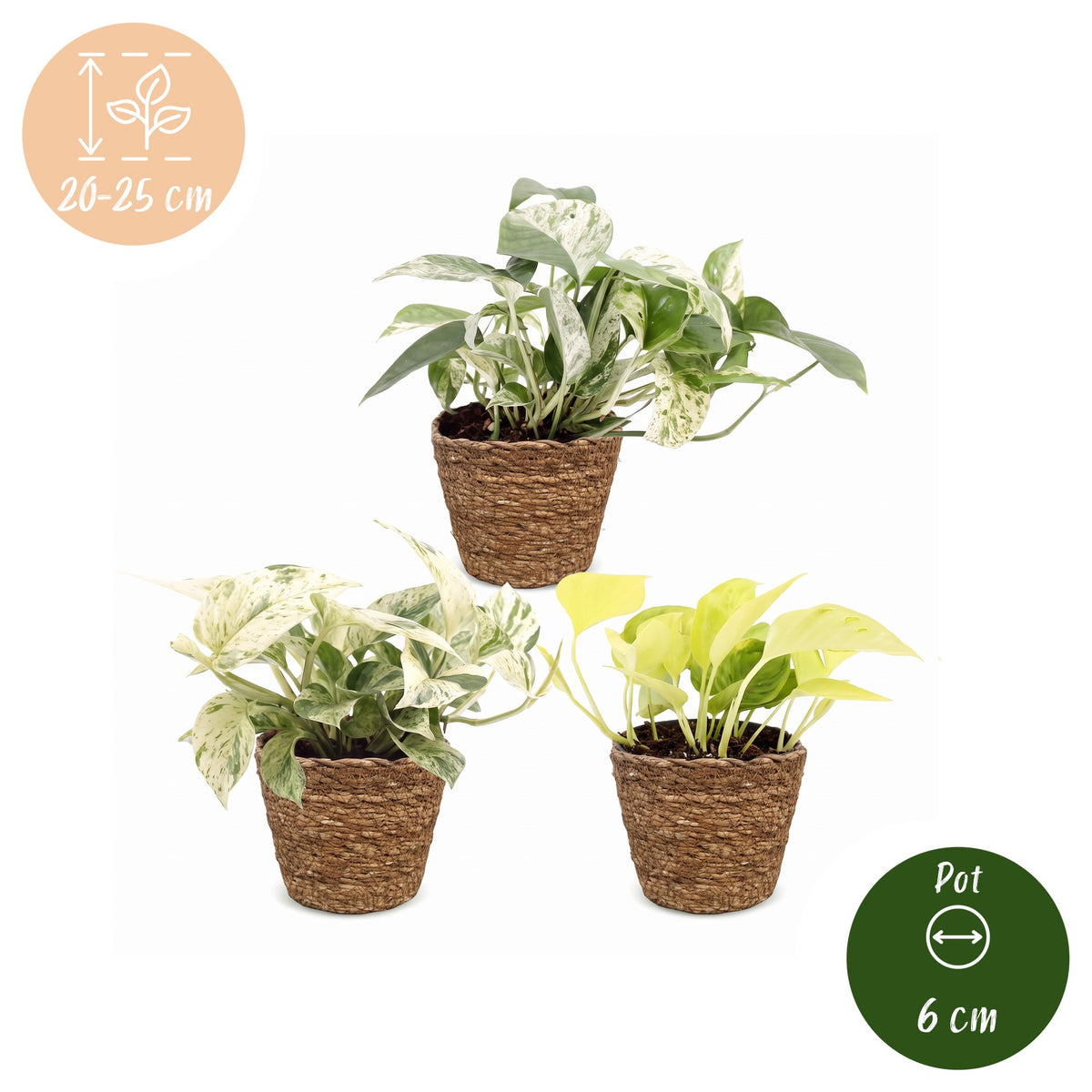 3x Epipremnum Tricolour - Yellow - Green - Cream - Tropical - incl. basket - Ø6cm - ↕20-25cm
