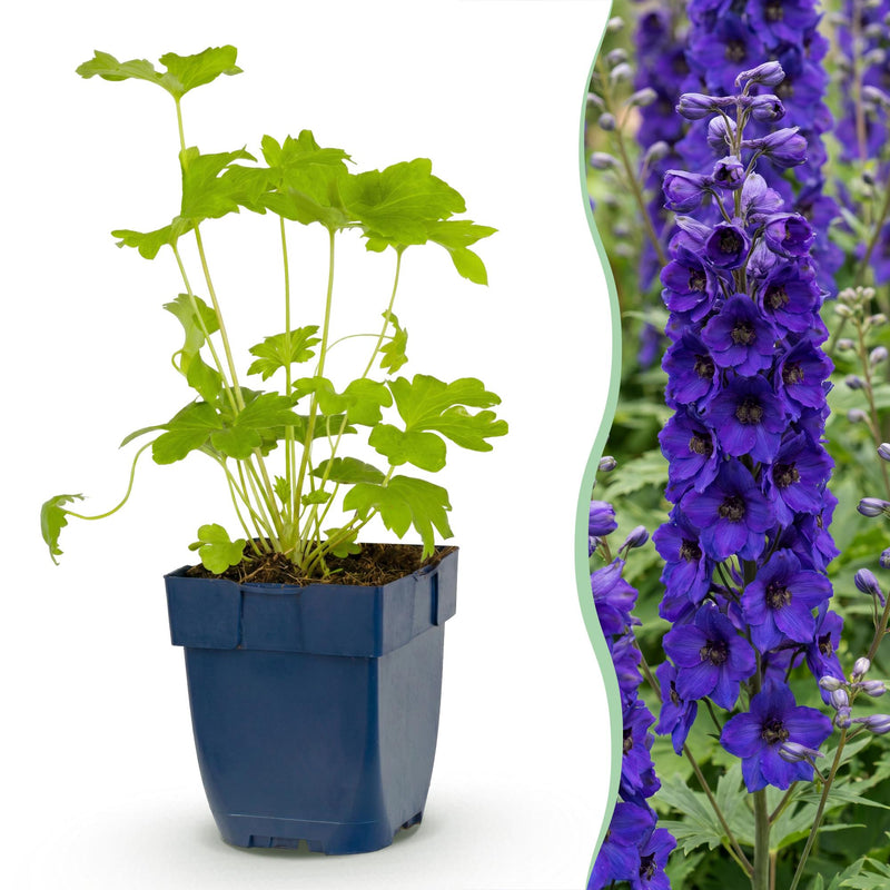 Green boutiQ - Vasteplant - Delphinium (P) Black Knight - Ridderspoor - Bijen en Vlinderlokkers - Paars - 24 Planten - Pot 11cm - Hoogte 15-25cm