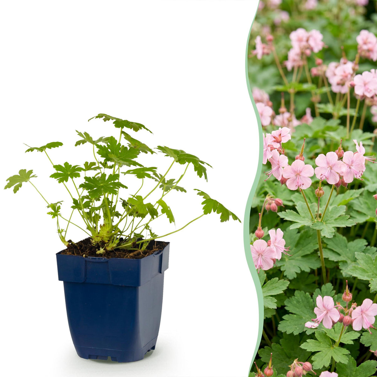 Green boutiQ - Plante vivace - Geranium macr. Ingwersen's Variety - Géranium vivace - Couvre-sol - Rose clair - 6 Plantes - Pot 11cm - Hauteur 15-25cm