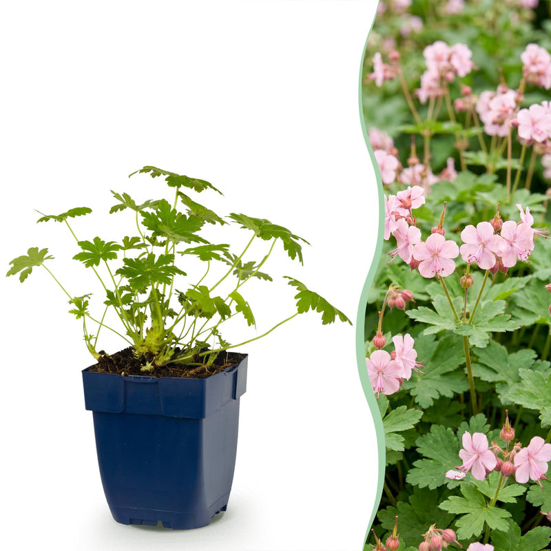 Green boutiQ - Vasteplant - Geranium macr. Ingwersen's Variety - Ooievaarsbek - Bodembedekkend - Licht Roze - 6 Planten - Pot 11cm - Hoogte 15-25cm