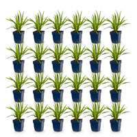 Green boutiQ - Vasteplant - Liatris spicata - Lampenkruid - Bijen- en vlinderlokkers - Paars - 24 Planten - Pot 11cm - Hoogte 15-25cm