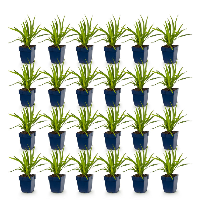 Green boutiQ - Vasteplant - Liatris spicata - Lampenkruid - Bijen- en vlinderlokkers - Paars - 24 Planten - Pot 11cm - Hoogte 15-25cm