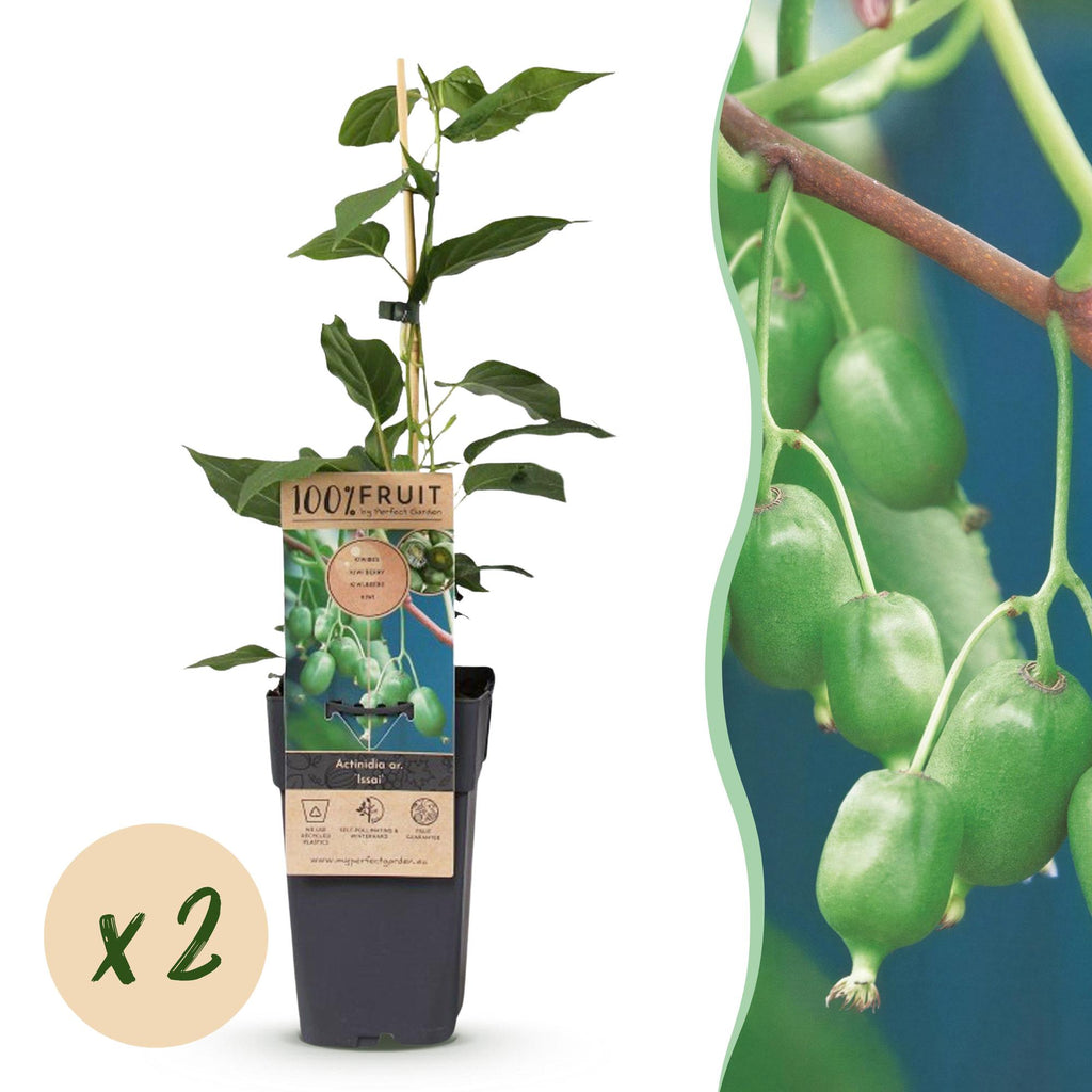 Green boutiQ - Actinidia arguta Issai - Actinidier - Autofertile - Fruit vert - 2 plantes - Pot 15 cm - Hauteur 50 cm