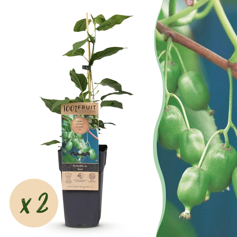Green boutiQ - Fruitplant - Acitinidia arguta Issai - Kiwiplant - Zelfbestuivend - Groene Vrucht - 2 Planten - Pot 15cm - Hoogte 50cm