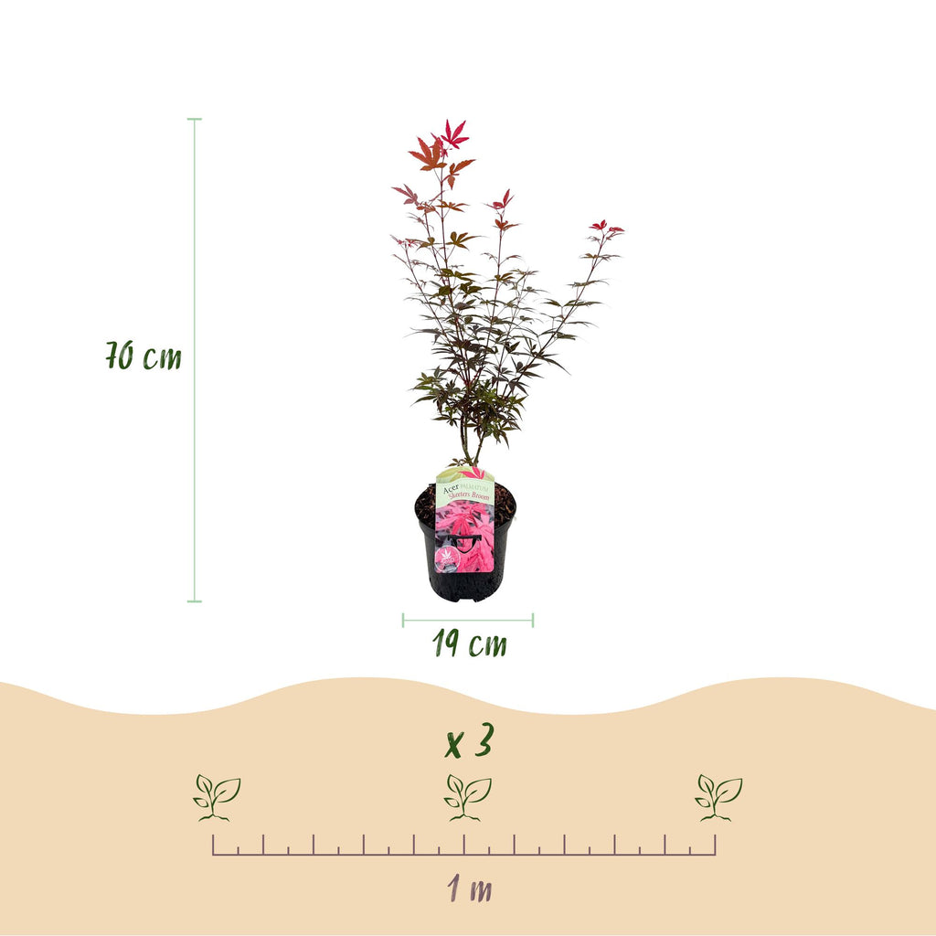 Green boutiQ - Plante de terrasse - Érable du Japon - Acer palmatum Skeetsers Broom - Violet - 1 plante - Caduc - Pot 19 cm Hauteur 70 cm
