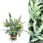 Green boutiQ - Plante d'intérieur - Phlebodium aureum Blue Star - Fougère bleue - Plante adaptée aux animaux domestiques - Bleu - 1 plante - Pot 12cm - Hauteur 25cm