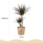 Green BoutiQ - Green is... Plantes d'intérieur - Dracaena Magenta - Dragonnier - Peu d'entretien - avec panier - Vert - 1 plante - Pot 21cm - Hauteur 90-100cm