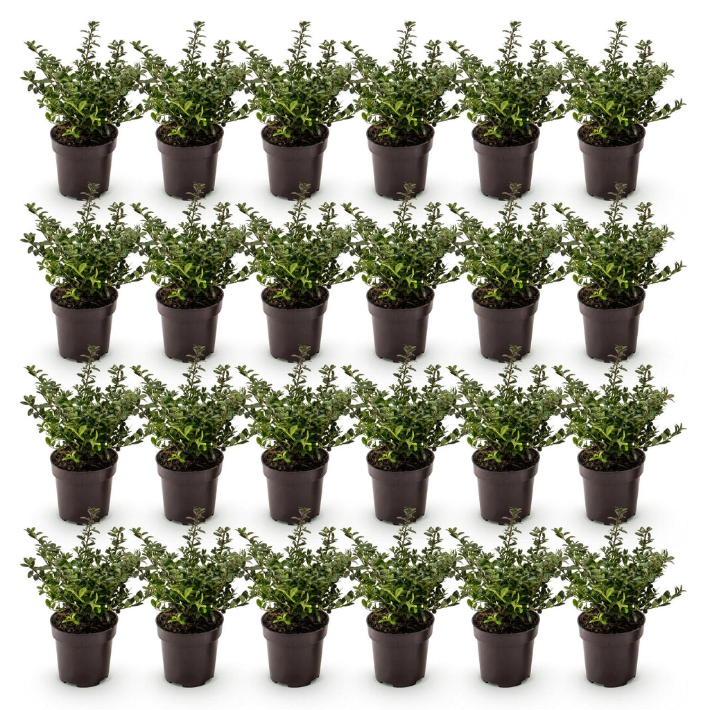 Green boutiQ - 24x Ilex crenata Stokes - Houx japonais - Plantes de haie - Persistant - Vert - Pot 9cm - Hauteur 20-30cm