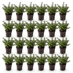 Green boutiQ - 24x Ilex crenata Stokes - Houx japonais - Plantes de haie - Persistant - Vert - Pot 9cm - Hauteur 20-30cm