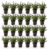 Green boutiQ - 24x Ilex crenata Stokes - Japanse Hulst - Haagplanten - Groenblijvend - Groen - Pot 9cm - Hoogte 20-30cm