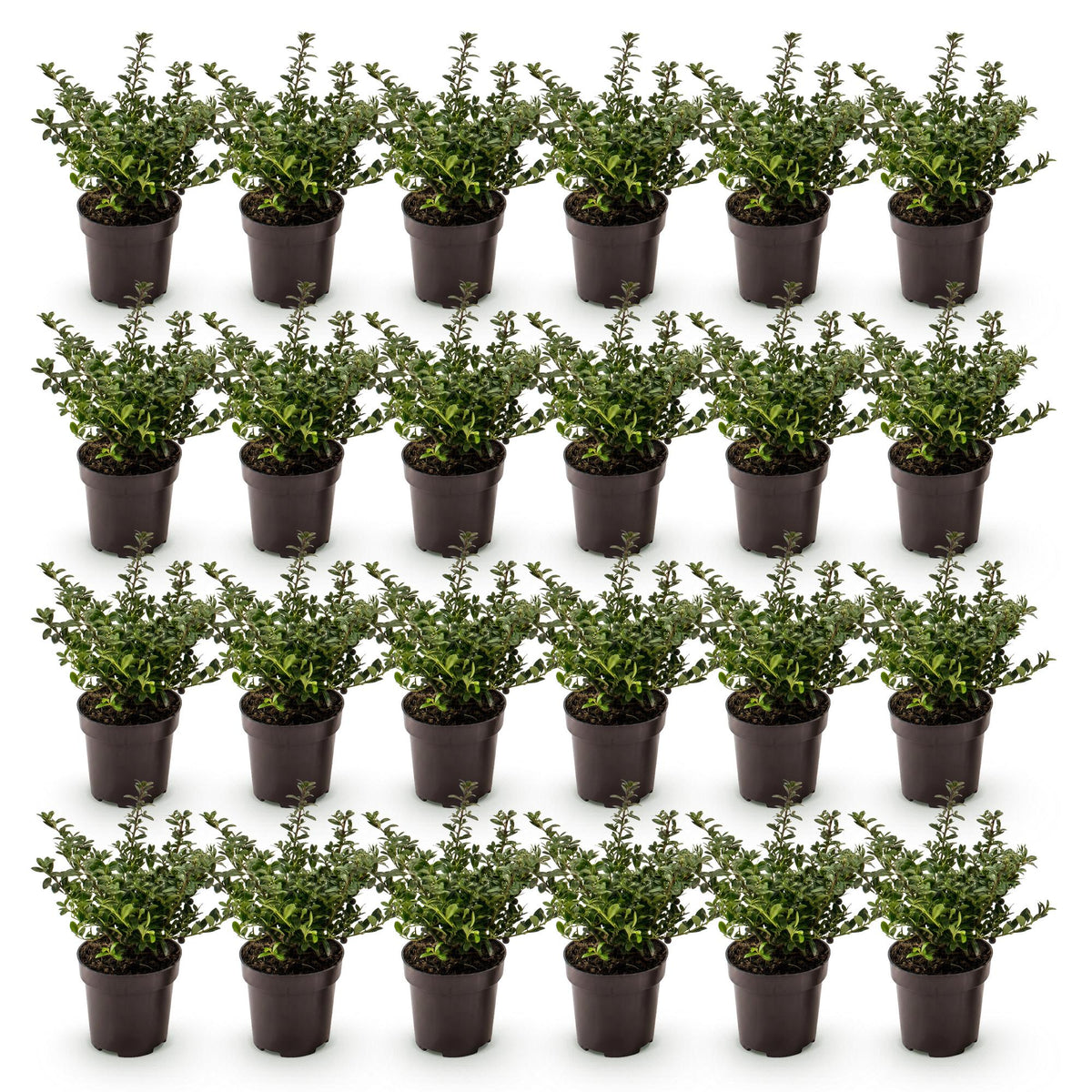 Green boutiQ - 24x Ilex crenata Stokes - Houx japonais - Plantes de haie - Persistant - Vert - Pot 9cm - Hauteur 20-30cm