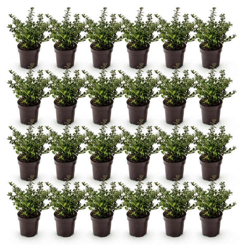 Green boutiQ - 24x Ilex crenata Stokes - Japanse Hulst - Haagplanten - Groenblijvend - Groen - Pot 9cm - Hoogte 20-30cm