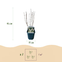Green boutiQ - Heesters -  Deutzia Gracilis - Bloem Wit - 1 Plant - Bladverliezend - Weinig Onderhoud - Pot 17cm Hoogte 45cm