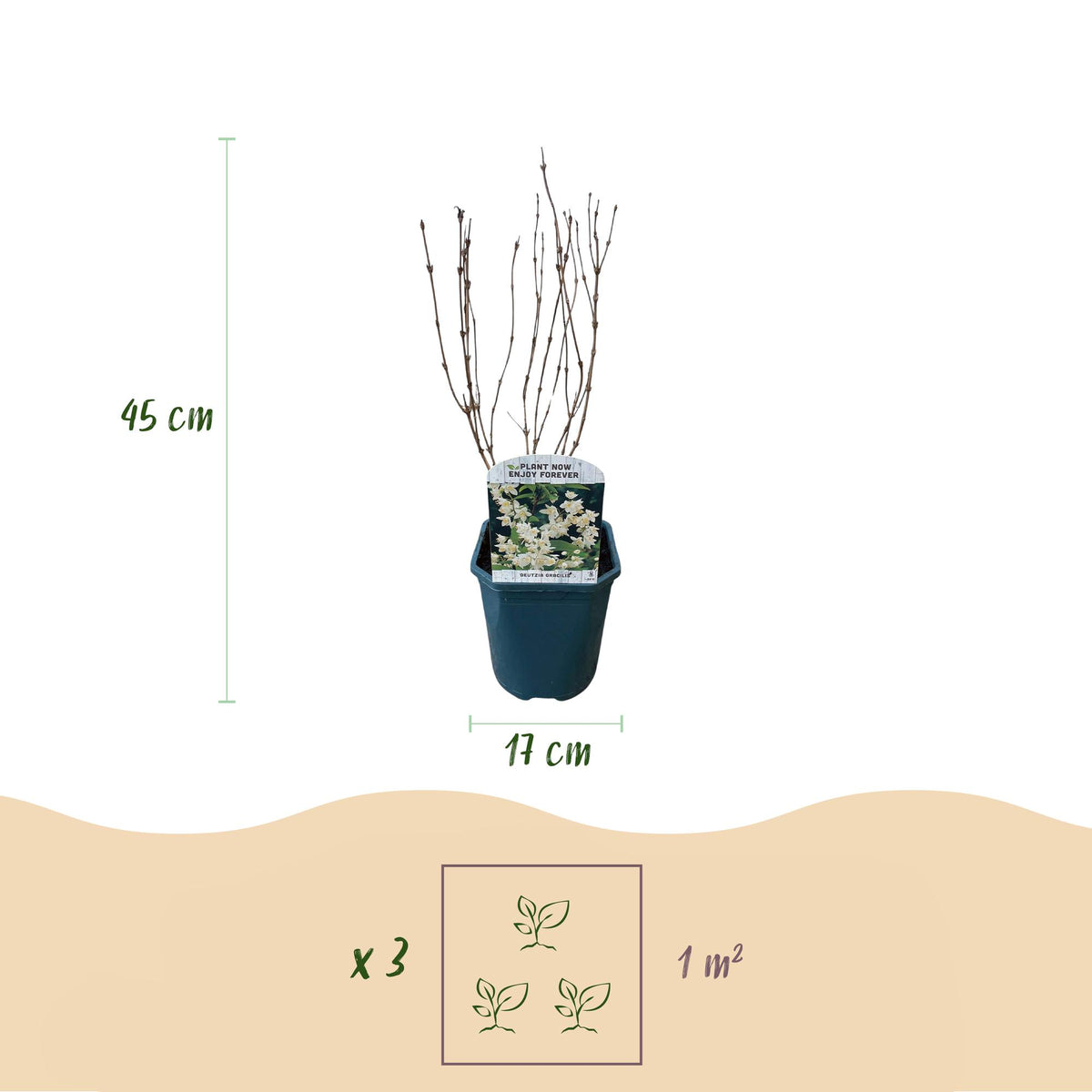 Green boutiQ - Arbustes - Deutzia Gracilis - Fleurs Blanches - 1 Plante - Caduc - Peu d'entretien - Pot 17cm Hauteur 45cm