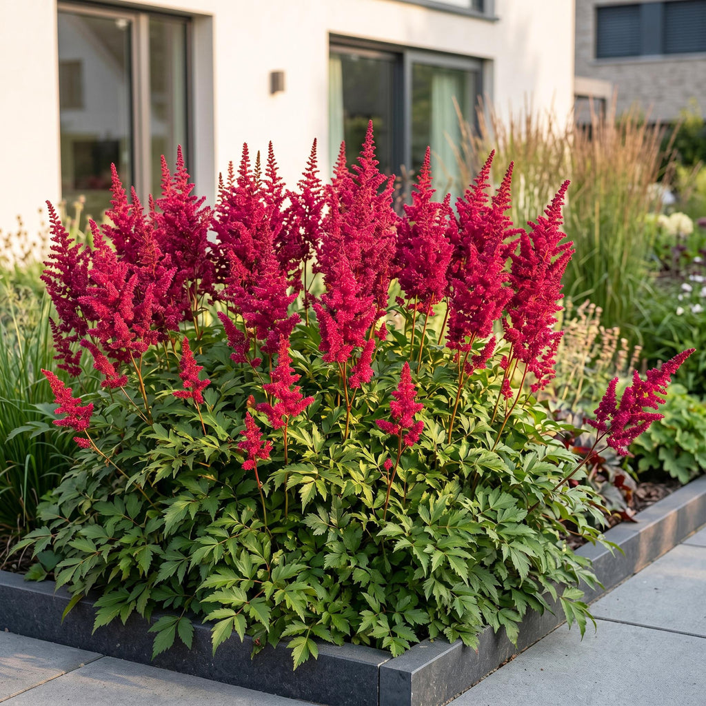 Green boutiQ - Stauden - Astilbe (A) Fanal - Prachtspiere - Schatten - Rot - 6 Pflanzen - Topf 11cm - Höhe 15-25cm