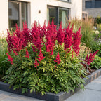 Green boutiQ - Stauden - Astilbe (A) Fanal - Prachtspiere - Schatten - Rot - 6 Pflanzen - Topf 11cm - Höhe 15-25cm