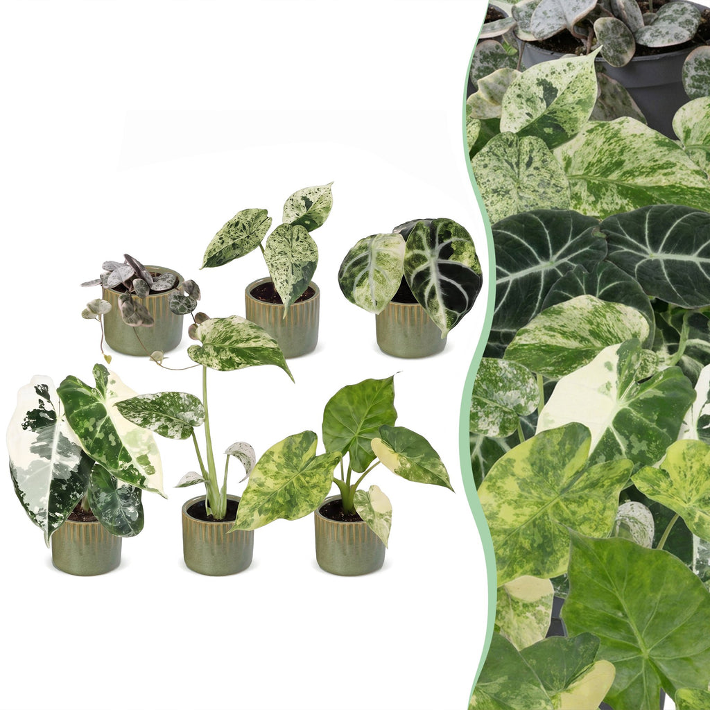 6x Baby Variegata Mix - Various colours - Tropical - incl. Linnea Olive - Ø6cm - ↕10-15cm