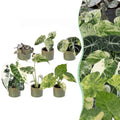 6x Baby Variegata Mix - Various colours - Tropical - incl. Linnea Olive - Ø6cm - ↕10-15cm