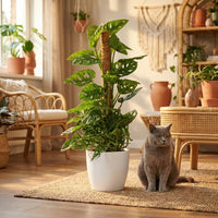 Green boutiQ - Kamerplant - Monkey Mask - Monstera Andansonii Mosstok - Groen - Weinig onderhoud - 1 Plant - met Potter Wit - Pot 19cm - Hoogte 90cm