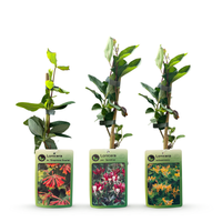 3x Lonicera Tricolour - Tricolour honeysuckle - Red - Purple - Orange - Yellow - Climber - Ø9cm - ↕35cm