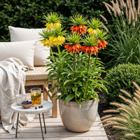 Green boutiQ - Bloembollen - Fritillaria Imperialis Mix - Kleur Geel en Oranje - 3 stuks - Bolmaat 18/20 - XXL Pack