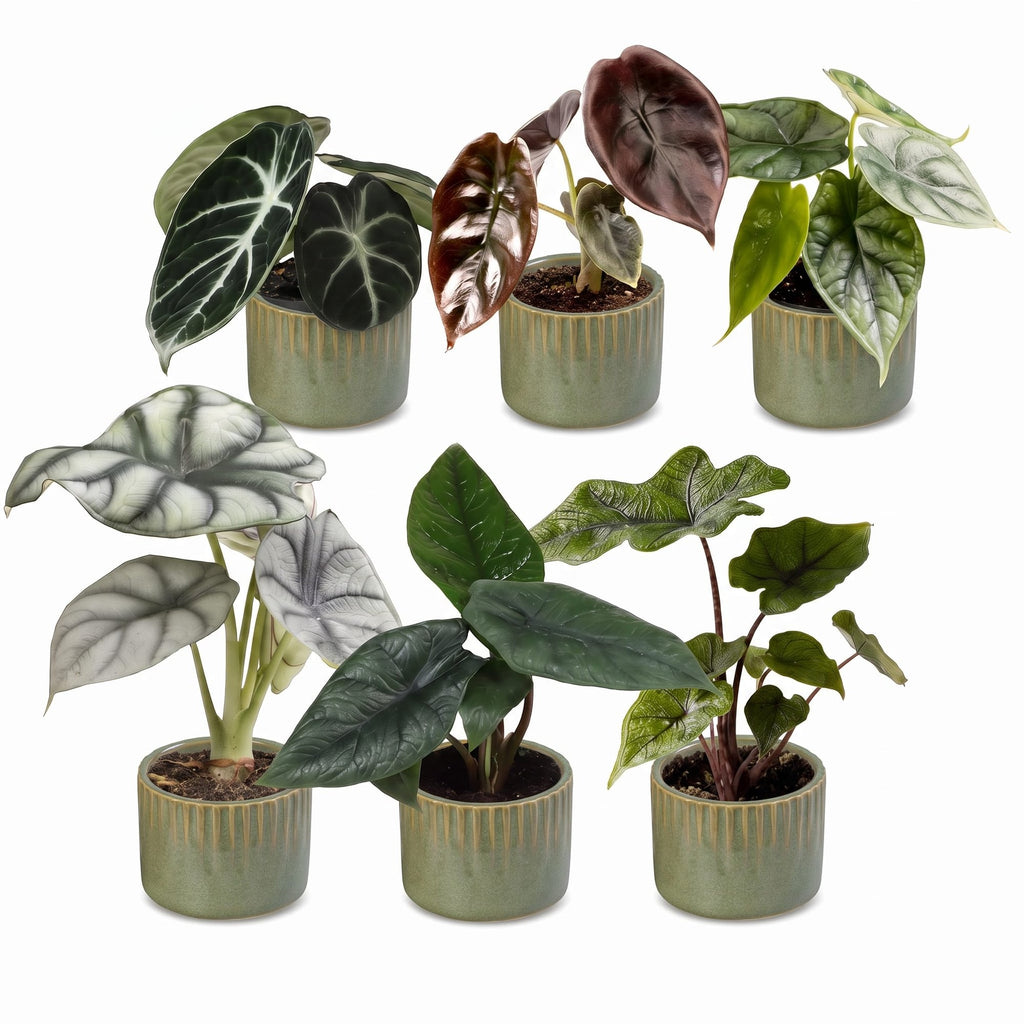 6x Baby Alocasia Familie - Red - Green - Black - Silver - Grey - Tropical - incl. Linnea Olive - Ø6cm - ↕12cm