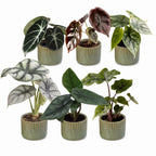 6x Baby Alocasia Familie - Red - Green - Black - Silver - Grey - Tropical - incl. Linnea Olive - Ø6cm - ↕12cm