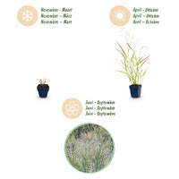 Green boutiQ - Grasses - Panicum virg. Heavy Metal - Prairie Grass - With Plume - Blue - 6 Plants - Pot 11cm - Height 15-25cm
