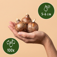 100x Crocus Species mix - Krokus soortenmix - Diversen - Verwilderingsbol - Bolmaat 5/6