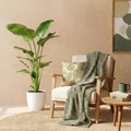 Green BoutiQ - Plantes d'intérieur - Strelitzia Nicolai - Oiseau du paradis - Entretien facile - Vert - 1 plante - avec pot blanc - Pot 21cm - Hauteur 110-120cm