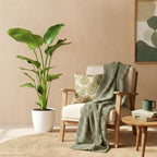 Green BoutiQ - Plantes d'intérieur - Strelitzia Nicolai - Oiseau du paradis - Entretien facile - Vert - 1 plante - avec pot blanc - Pot 21cm - Hauteur 110-120cm