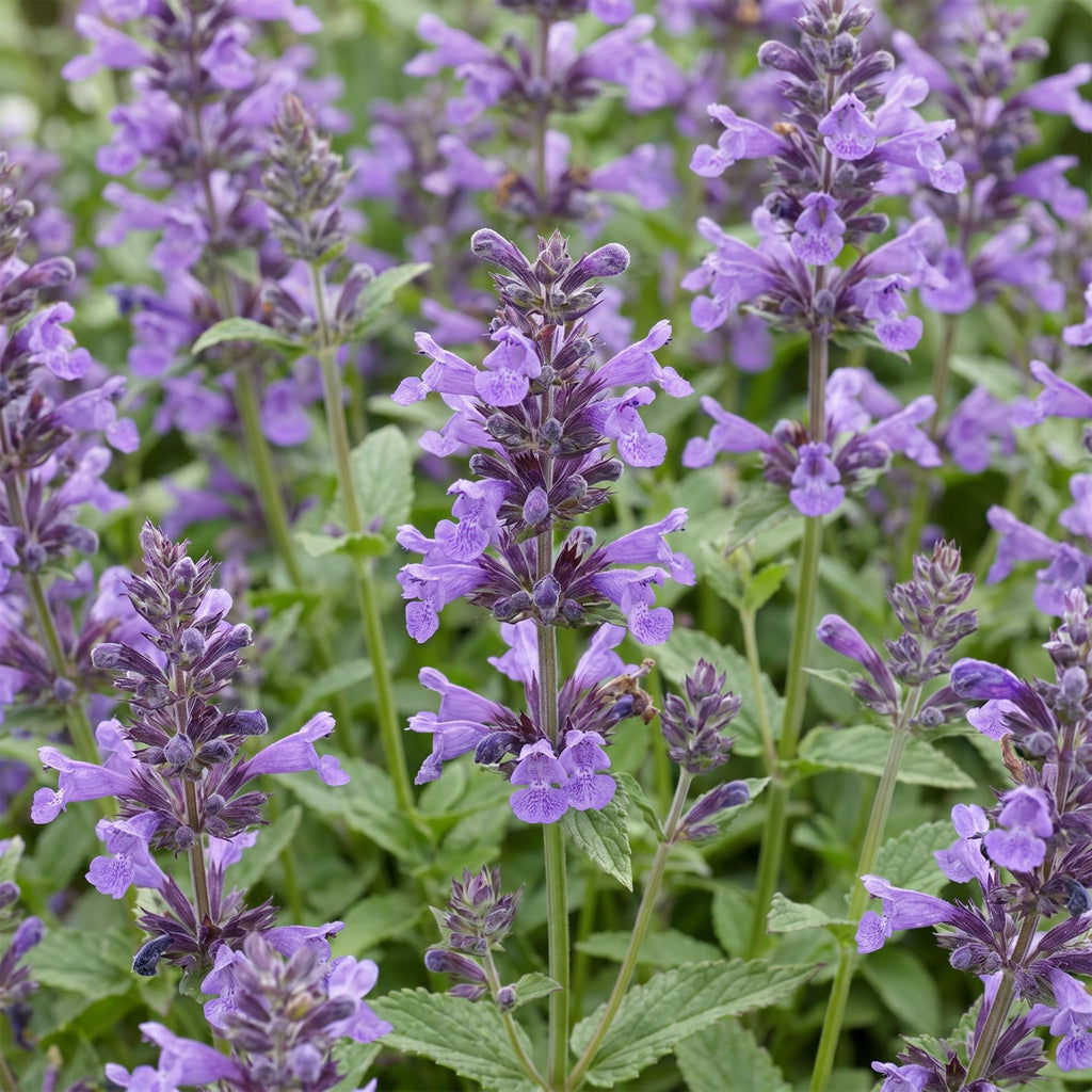 Green boutiQ - Stauden - Nepeta nerv. Neptune - Katzenminze - Bienen- und Schmetterlingsmagnet - Lila - 24 Pflanzen - Topf 11cm - Höhe 15-25cm