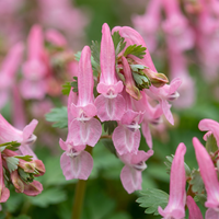 40x Corydalis Beth Evans - Helmbloem Beth Evans - Wit en Paars - Verwilderingsbol - Bolmaat 6/+