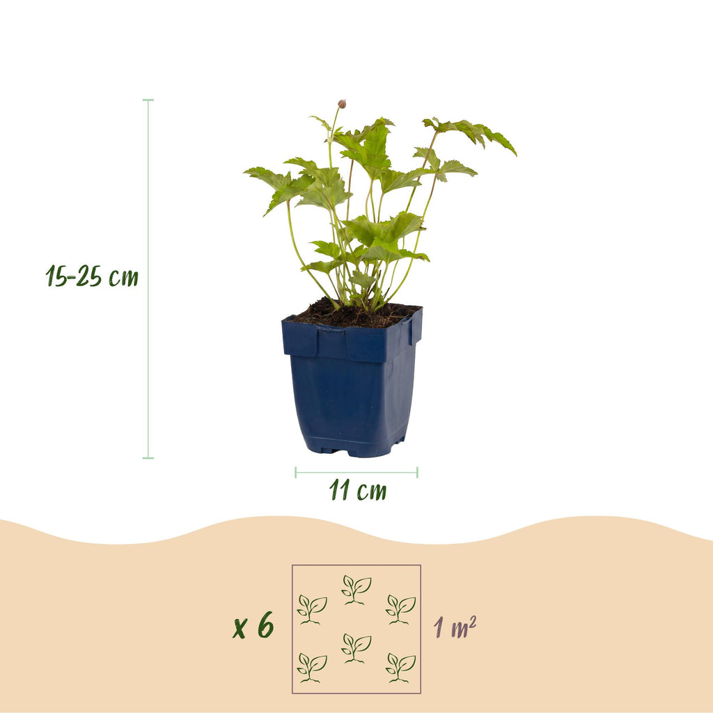 Green boutiQ - Plante vivace - Anemone hybr. Hon. Jobert - Anémone d'automne - Ombre - Blanc - 1 Plante - Pot 11cm - Hauteur 15-25cm