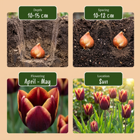 60x Tulipa My Favourite Topping - Tulp My Favourite Topping - Diversen - Voorjaarsbloeier - Bolmaat 11/12