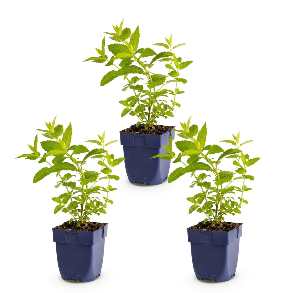 Green boutiQ - Stauden - Nepeta sib. Wild Orchid - Katzenminze - Bienen- und Schmetterlingsmagnet - Rosa - 3 Pflanzen - Topf 11cm - Höhe 15-25cm