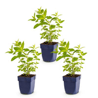 Green boutiQ - Vasteplant - Nepeta sib. Wild Orchid - Kattenkruid - Bijen en Vlinderlokkers - Roze - 3 Planten - Pot 11cm - Hoogte 15-25cm
