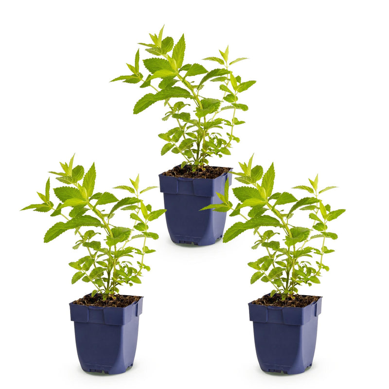 Green boutiQ - Vasteplant - Nepeta sib. Wild Orchid - Kattenkruid - Bijen en Vlinderlokkers - Roze - 3 Planten - Pot 11cm - Hoogte 15-25cm